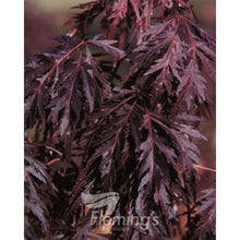 Load image into Gallery viewer, Acer palmatum dissectum &#39;Inaba Shidare&#39;
