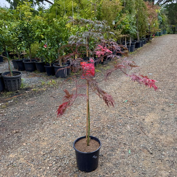 Acer palmatum dissectum Orangeola