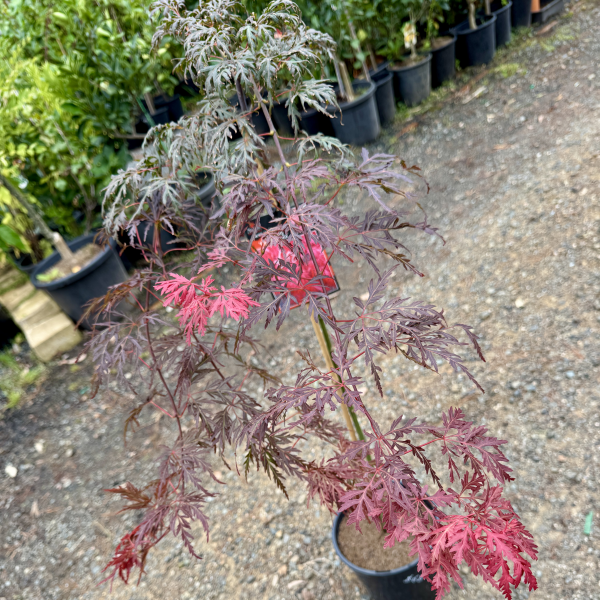 Acer palmatum dissectum Orangeola