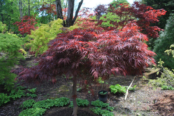 Acer palmatum dissectum cv Red Dragon