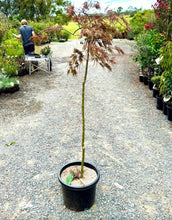 Load image into Gallery viewer, Acer palmatum dissectum cv Red Dragon
