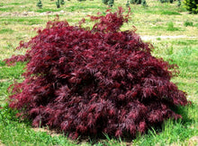 Load image into Gallery viewer, Acer palmatum dissectum cv Red Dragon
