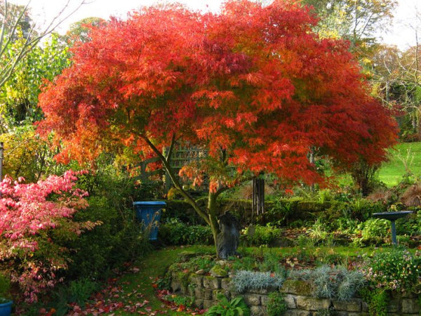 Acer palmatum dissectum 'Seiryu' - Japanese Maple