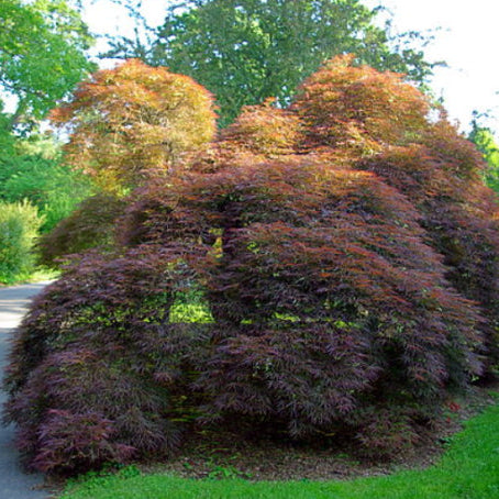Acer palmatum Dissectum Sekimori