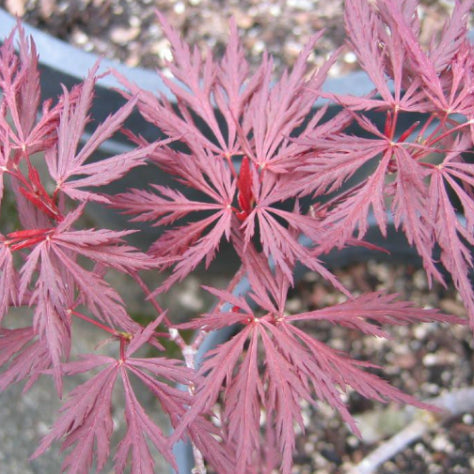 Acer palmatum dissectum Shojo Shidare