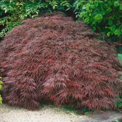 Acer palmatum dissectum cv Stella Rossa