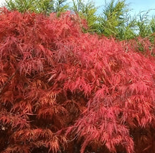 Load image into Gallery viewer, Acer palmatum dissectum Viridis
