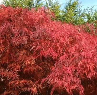 Acer palmatum dissectum Viridis