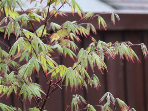 Acer palmatum Emerald Sunset