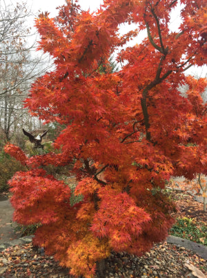 Acer palmatum Mikawa Yatsabusa