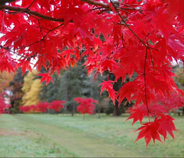 Acer palmatum Osakazuki