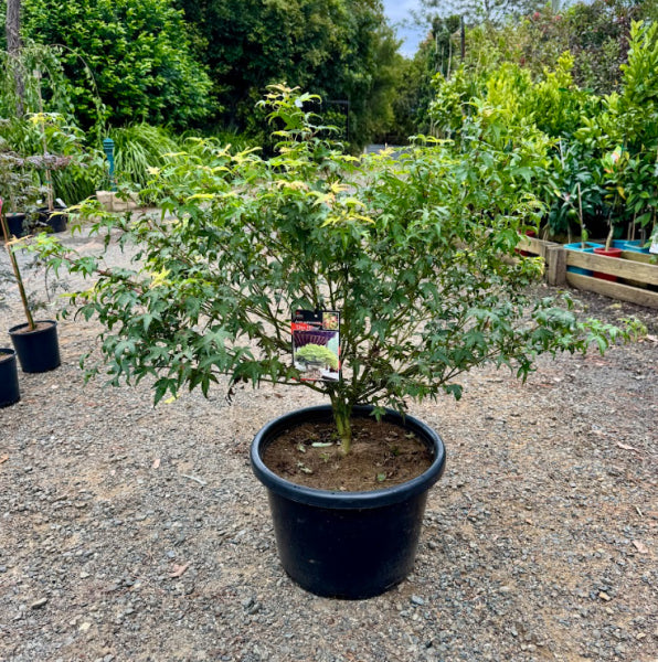 Acer palmatum Oto Hime