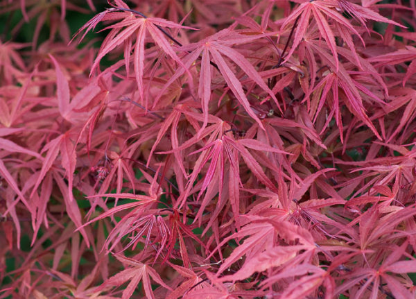 Acer palmatum Red Pygmy