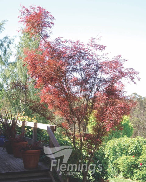 Acer palmatum Red Pygmy