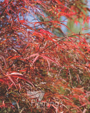 Load image into Gallery viewer, Acer palmatum Red Pygmy
