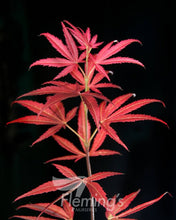 Load image into Gallery viewer, Acer palmatum Red Pygmy
