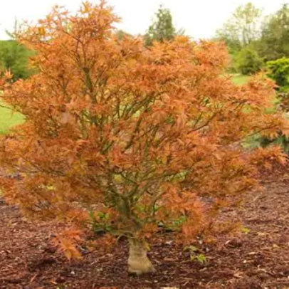 Acer palmatum Ryuzu Dwarf Japanese Maple