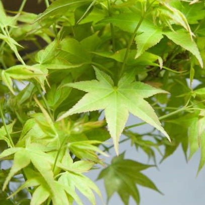 Acer palmatum Ryuzu Dwarf Japanese Maple
