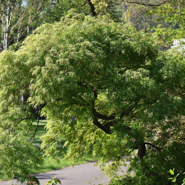 Acer palmatum Sango Kaku