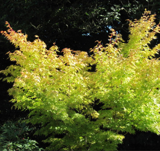 Acer palmatum Senkaki