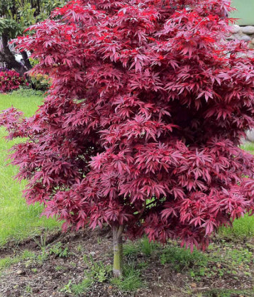 Japanese Maple Acer palmatum Shaina