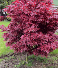 Load image into Gallery viewer, Japanese Maple Acer palmatum Shaina
