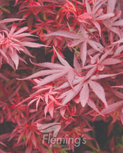 Load image into Gallery viewer, Japanese Maple Acer palmatum Shaina
