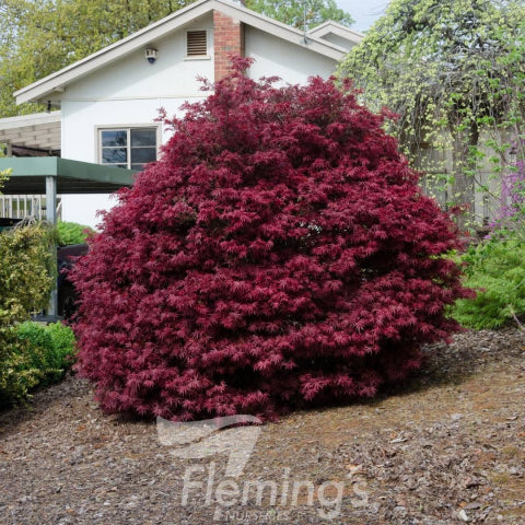 Acer palmatum Shaina