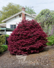 Load image into Gallery viewer, Japanese Maple Acer palmatum Shaina
