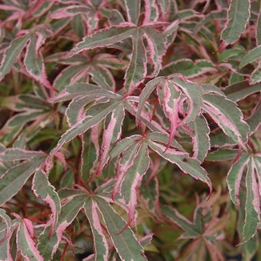 Acer palmatum Shirazz