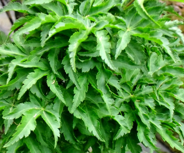Acer palmatum  Shishigashira