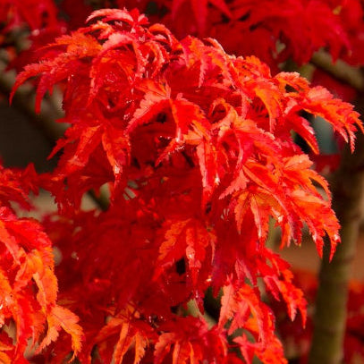 Acer palmatum Shishigashira