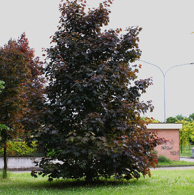 Acer platinoides Crimson King