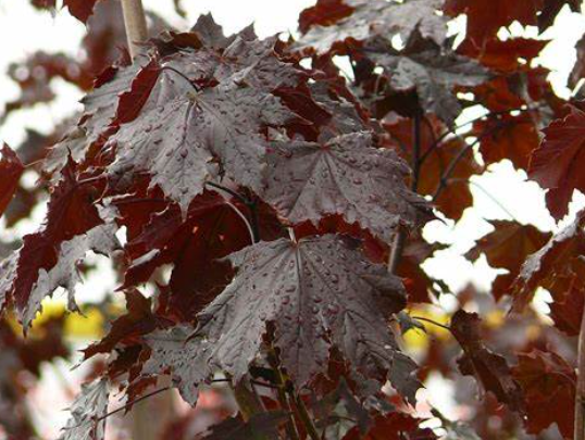 Acer platinoides Crimson King