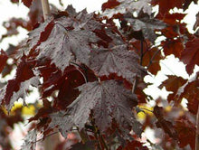 Load image into Gallery viewer, Acer platinoides Crimson King
