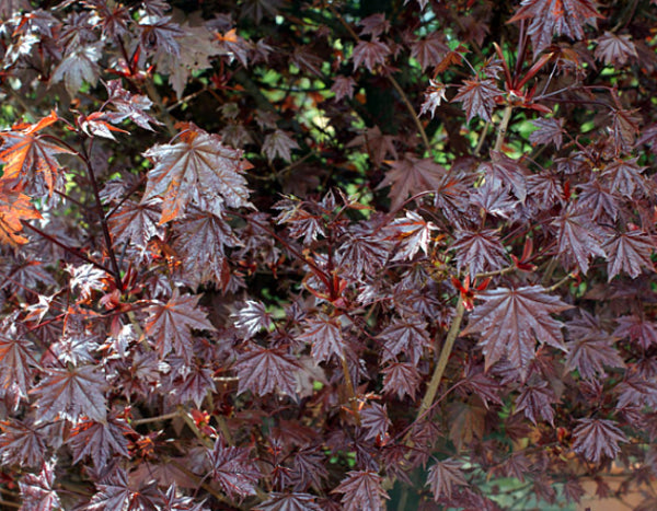 Acer platinoides Crimson Sentry