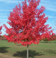 Fairview Flame