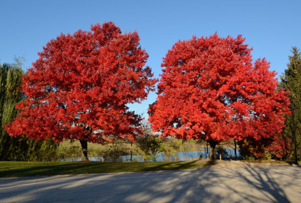 Acer rubrum October Glory