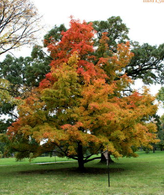 Acer truncatum Shantung Maple
