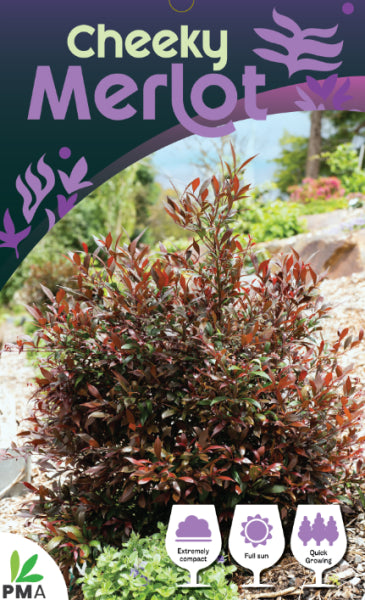 Acmena Cheeky Merlo (PBR Intended)