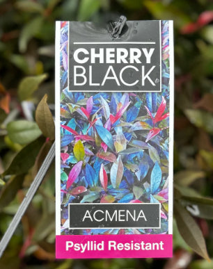 Acmena smithii minor Cherry Black PBR