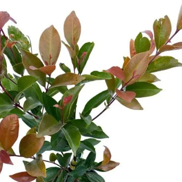 Acmena smithii Honey Punch PBR