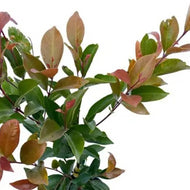 Acmena smithii Honey Punch PBR