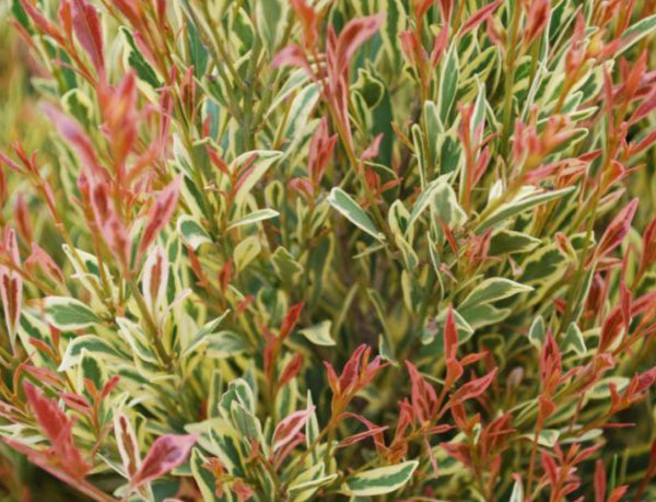 Acmena smithii Moonlight Flame