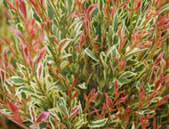 Acmena smithii Moonlight Flame
