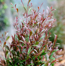 Load image into Gallery viewer, Acmena smithii Pencil Red PBRe
