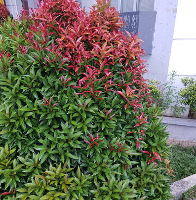 Acmena smithii Pencil Red PBR