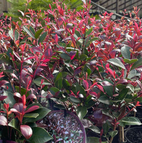 Lilly Pilly – Mountain View Nursery