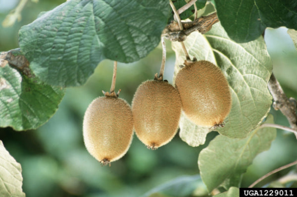 Actinidia chinensis Female (Kiwi Fruit)