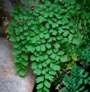 Adiantum aethiopicum Native Maidenhair
